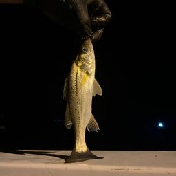 セイゴ（タイリクスズキ）