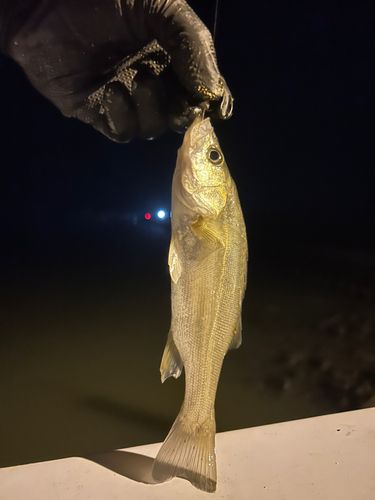 セイゴ（タイリクスズキ）の釣果