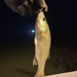 セイゴ（タイリクスズキ）