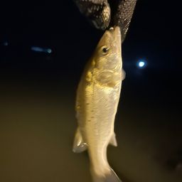 セイゴ（タイリクスズキ）