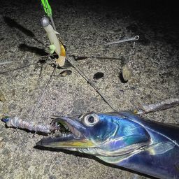 タチウオ