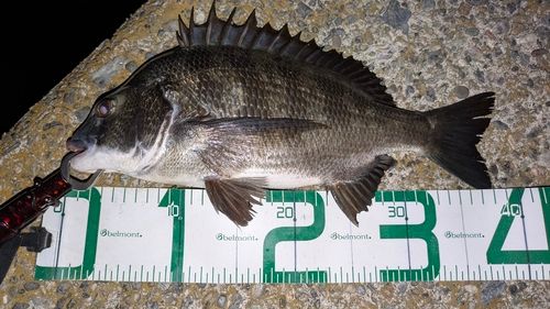 チヌの釣果