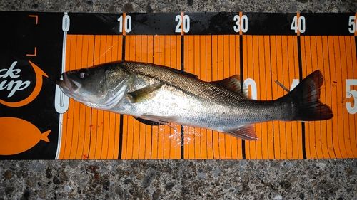 シーバスの釣果