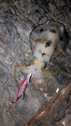 アオリイカの釣果