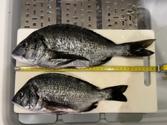 クロダイの釣果