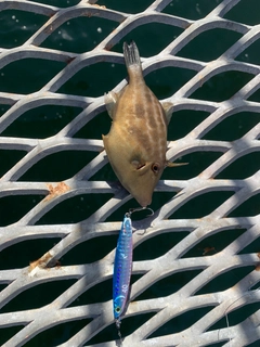ウマヅラハギの釣果