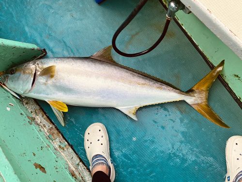 ヒラマサの釣果