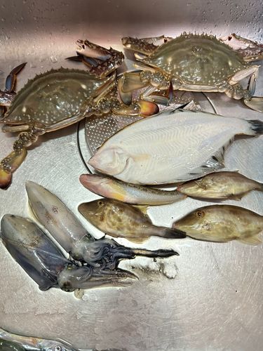 マメイカの釣果