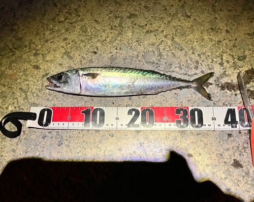 サバの釣果
