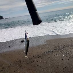 マサバ