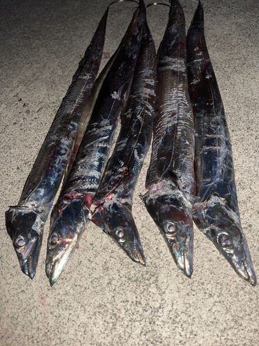 タチウオの釣果