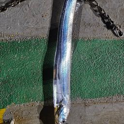 タチウオ