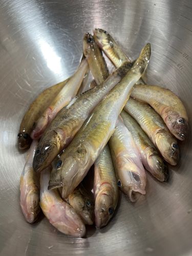 マハゼの釣果