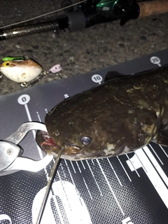 ナマズの釣果
