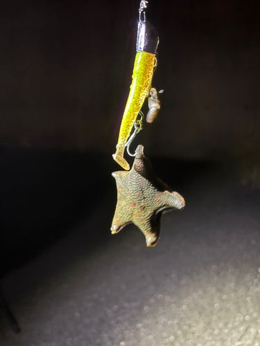 キハダマグロの釣果