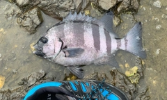 イシダイの釣果