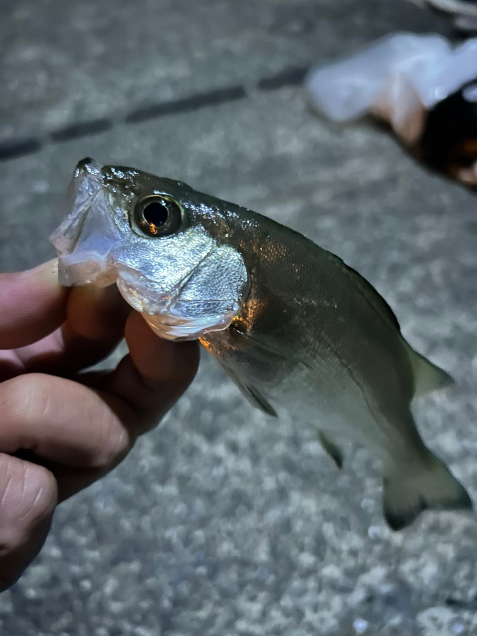 シーバス