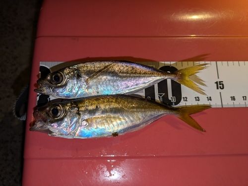 アジの釣果