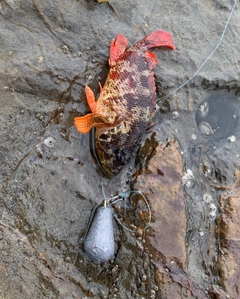 イソカサゴの釣果