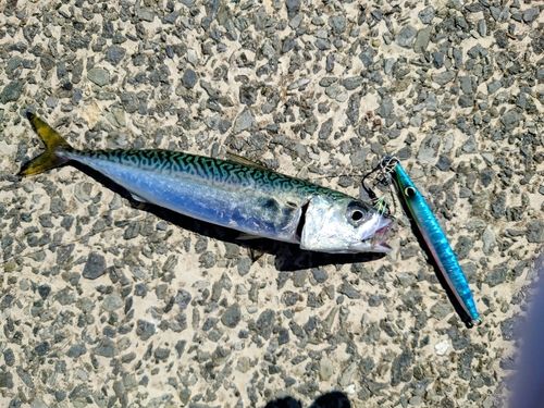サバの釣果