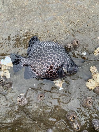 イシガキダイの釣果