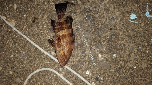 オオモンハタの釣果