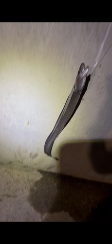 金沢水際線緑地（福浦岸壁）