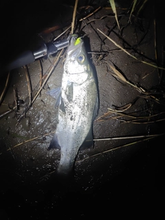 フッコ（ヒラスズキ）の釣果