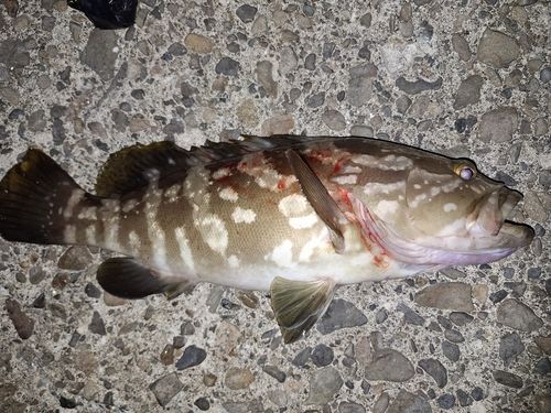 クエの釣果