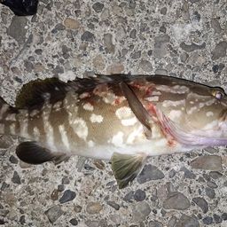 クエ