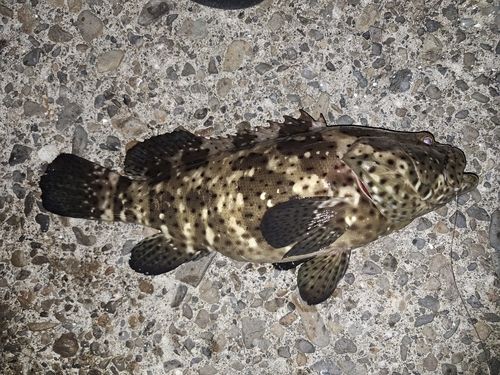 ヤイトハタの釣果