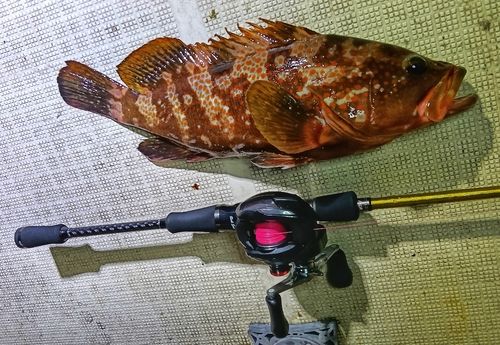 キジハタの釣果