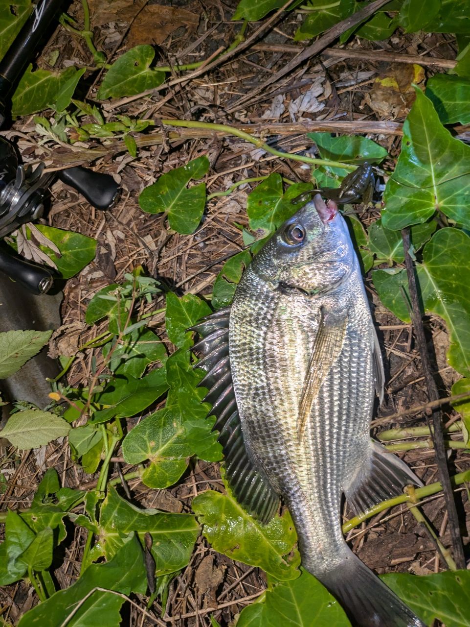 SHIMANO 18アルデバラン MGL 30 RIGHTの最安値・インプレ・釣果