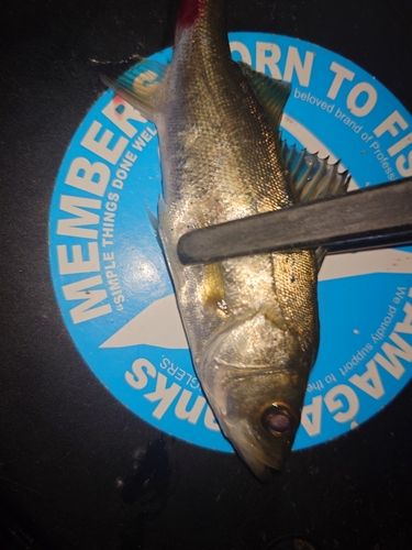 セイゴ（マルスズキ）の釣果