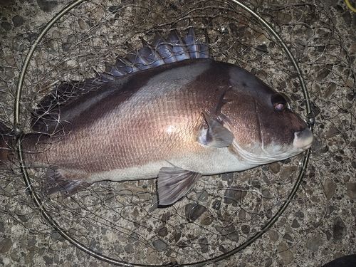 コショウダイの釣果