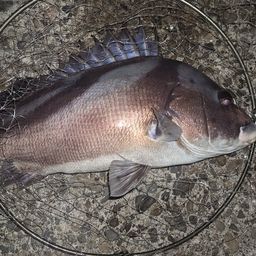 コショウダイ