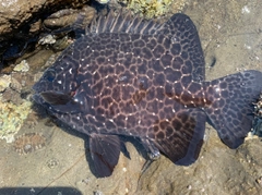 イシガキダイの釣果