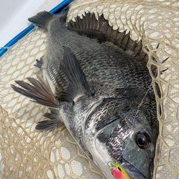 クロダイ