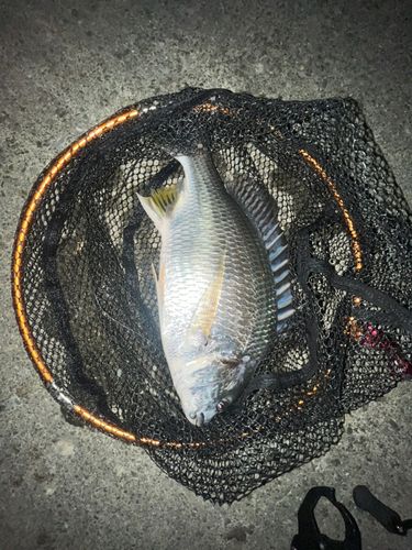 相模川下流