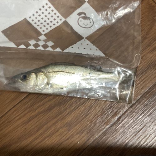 セイゴ（ヒラスズキ）の釣果