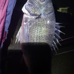 チヌ