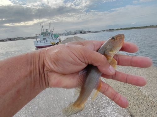 マハゼの釣果