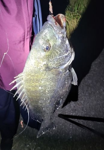 チヌの釣果