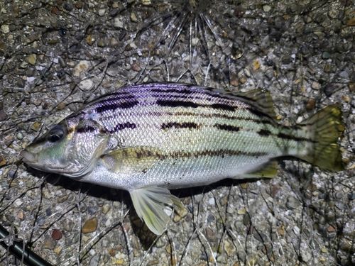 シマイサキの釣果