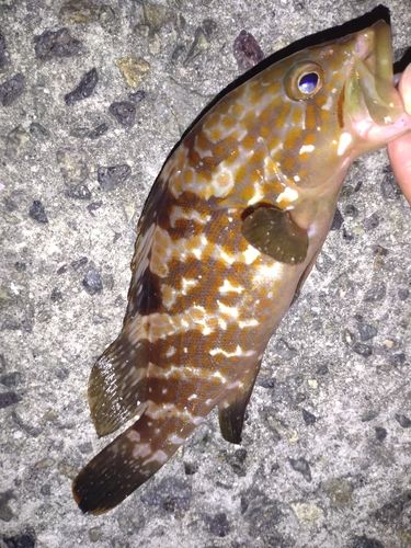 アコウの釣果