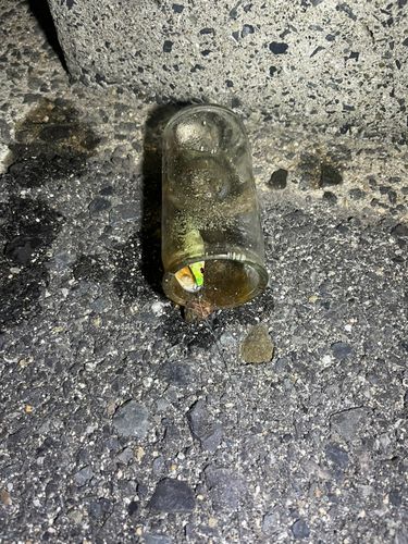 イイダコの釣果
