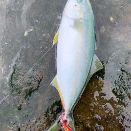 ワカシ