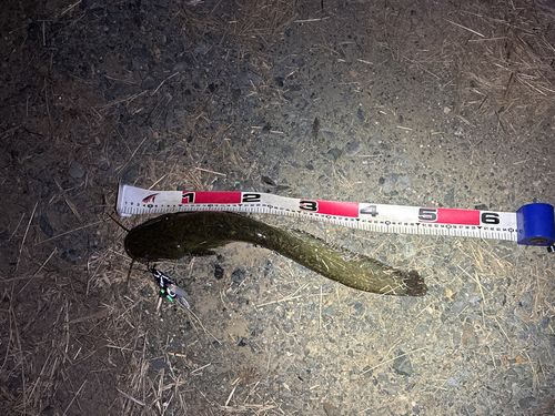ニホンナマズの釣果