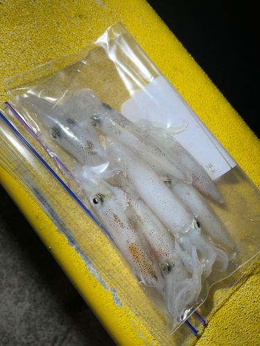 ベイカの釣果