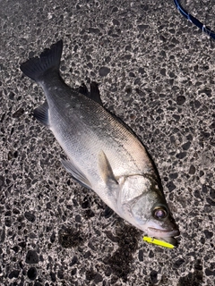 ヒラスズキの釣果